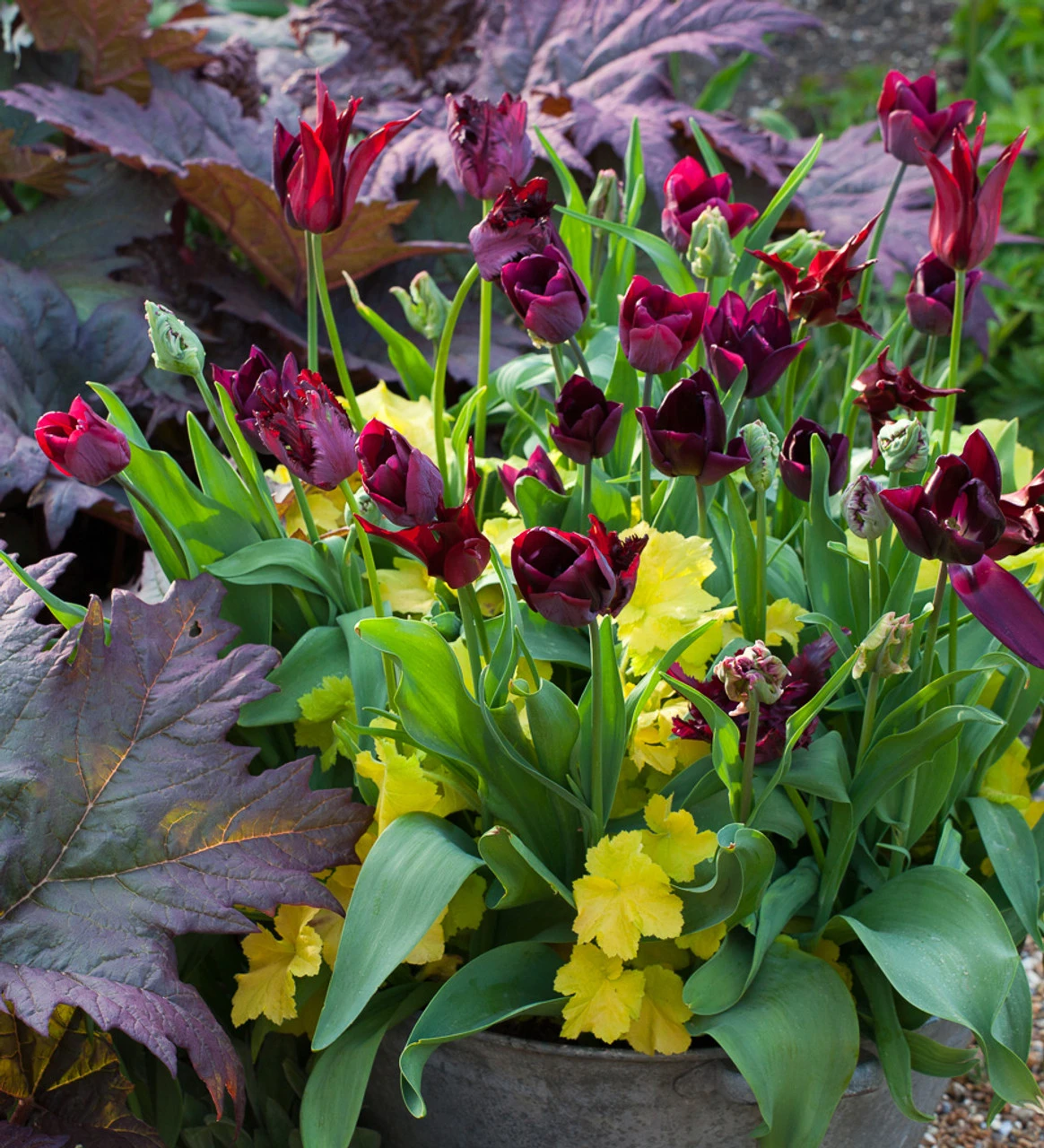 Mahogany, Crimson And Lime Pot Collection 2 Mahogany, Crimson And Lime Pot Collection - Image 2