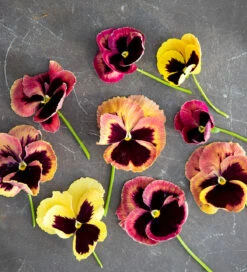 Mahogany, Crimson And Lime Pot Collection 7 Mahogany, Crimson And Lime Pot Collection -Plant Supply Store 200531 2 40120.1617707447