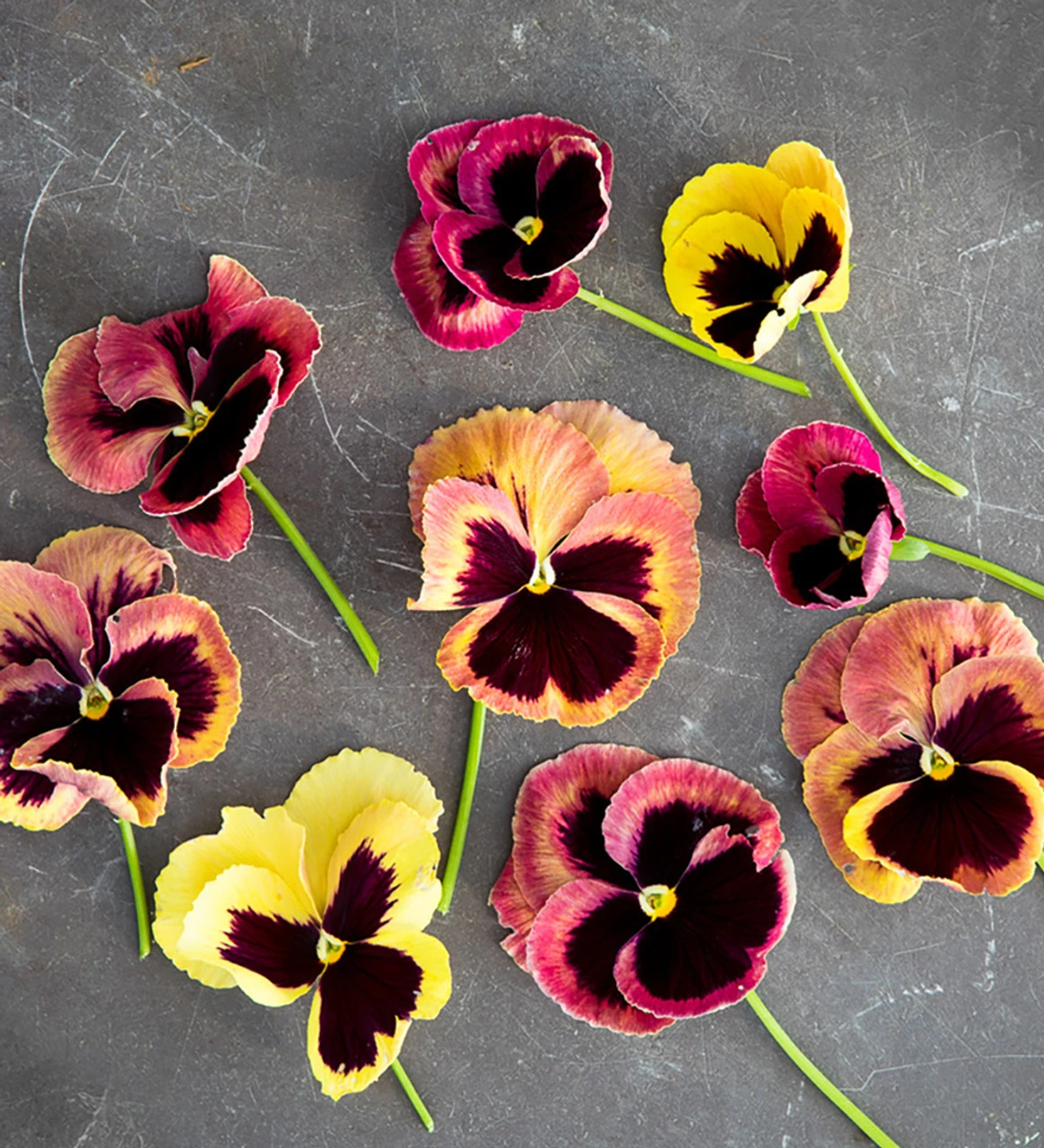 Mahogany, Crimson And Lime Pot Collection 3 Mahogany, Crimson And Lime Pot Collection - Image 3