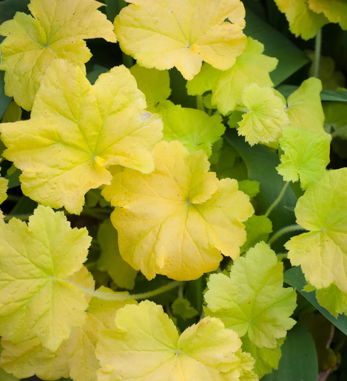 Mahogany, Crimson And Lime Pot Collection 4 Mahogany, Crimson And Lime Pot Collection - Image 4