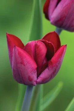 Mahogany, Crimson And Lime Pot Collection 9 Mahogany, Crimson And Lime Pot Collection -Plant Supply Store 200531 4 98610.1617707449
