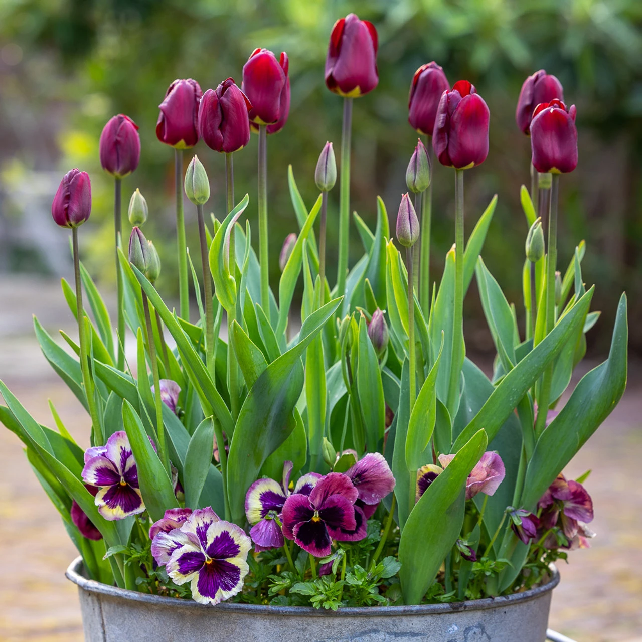 Mahogany, Crimson And Lime Pot Collection 1 Mahogany, Crimson And Lime Pot Collection