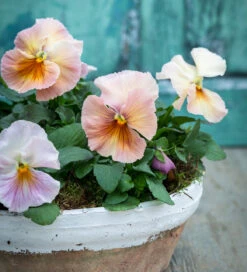 Viola X Wittrockiana 'Peach Shades' F1