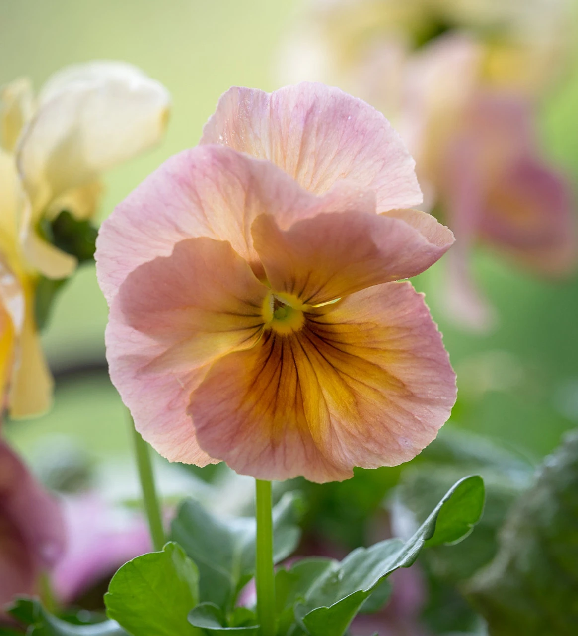 Viola X Wittrockiana 'Peach Shades' F1 2 Viola X Wittrockiana 'Peach Shades' F1 - Image 2