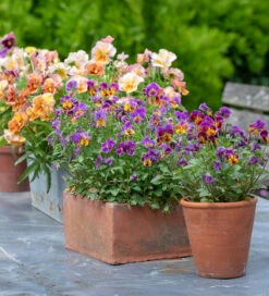 Viola X Wittrockiana 'Peach Shades' F1 6 Viola X Wittrockiana 'Peach Shades' F1 -Plant Supply Store 200568 3 53404.1620126010