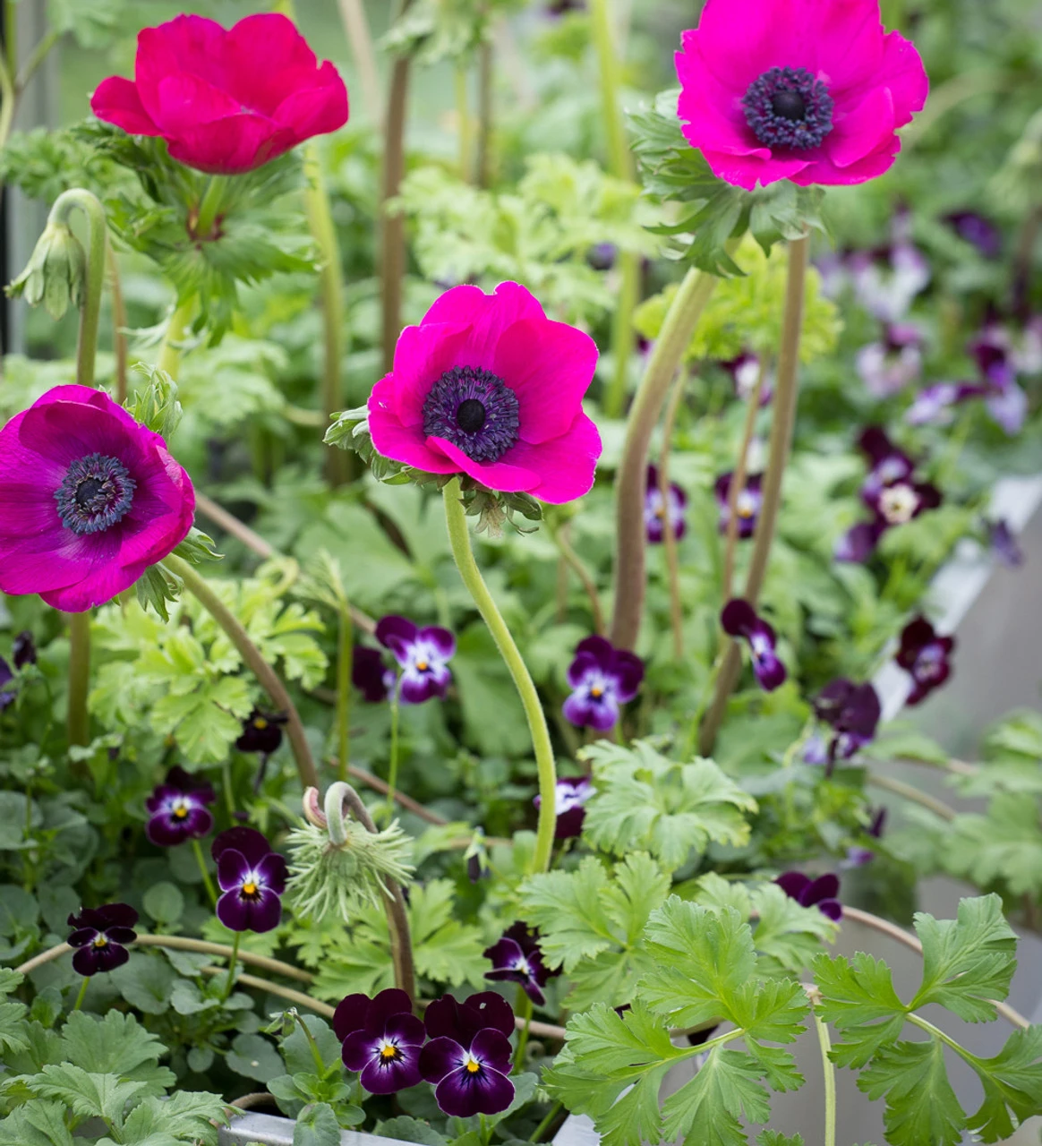 Velvet Winter Window Box Collection 1 Velvet Winter Window Box Collection