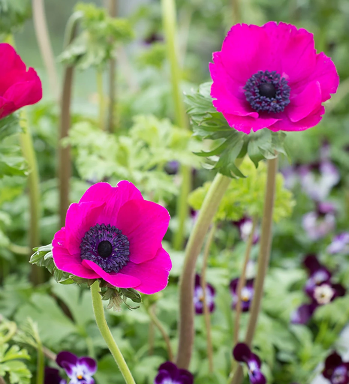 Velvet Winter Window Box Collection 2 Velvet Winter Window Box Collection - Image 2