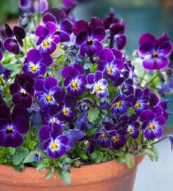 Velvet Winter Window Box Collection 5 Velvet Winter Window Box Collection -Plant Supply Store 200569 3 89037.1617707461