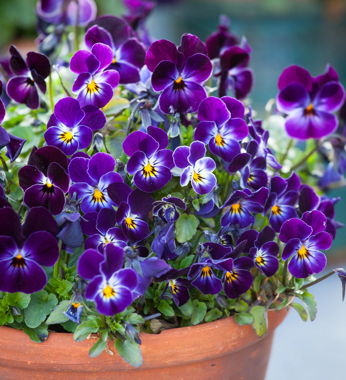 Velvet Winter Window Box Collection 3 Velvet Winter Window Box Collection - Image 3