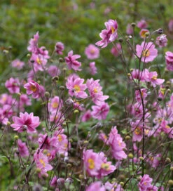 Autumn Anemone Collection -Plant Supply Store 200579 3 45737.1616091648