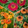 Helenium Collection