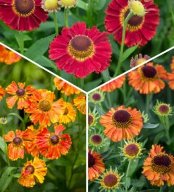 Helenium Collection