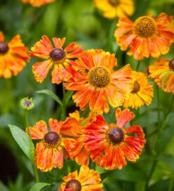 Helenium Collection -Plant Supply Store 200585 3 47728.1617708066