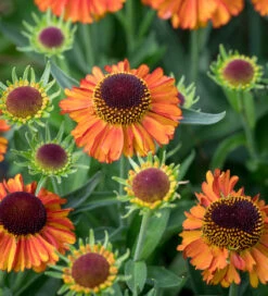 Helenium Collection -Plant Supply Store 200585 4 20928.1617708067
