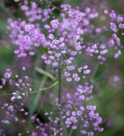 Thalictrum Delavayi 'Hewitt's Double'