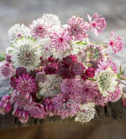 Astrantia Collection