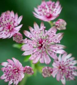 Astrantia Collection -Plant Supply Store 200705 3 33119.1616092256