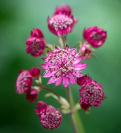 Astrantia Collection -Plant Supply Store 200705 4 17758.1616092257