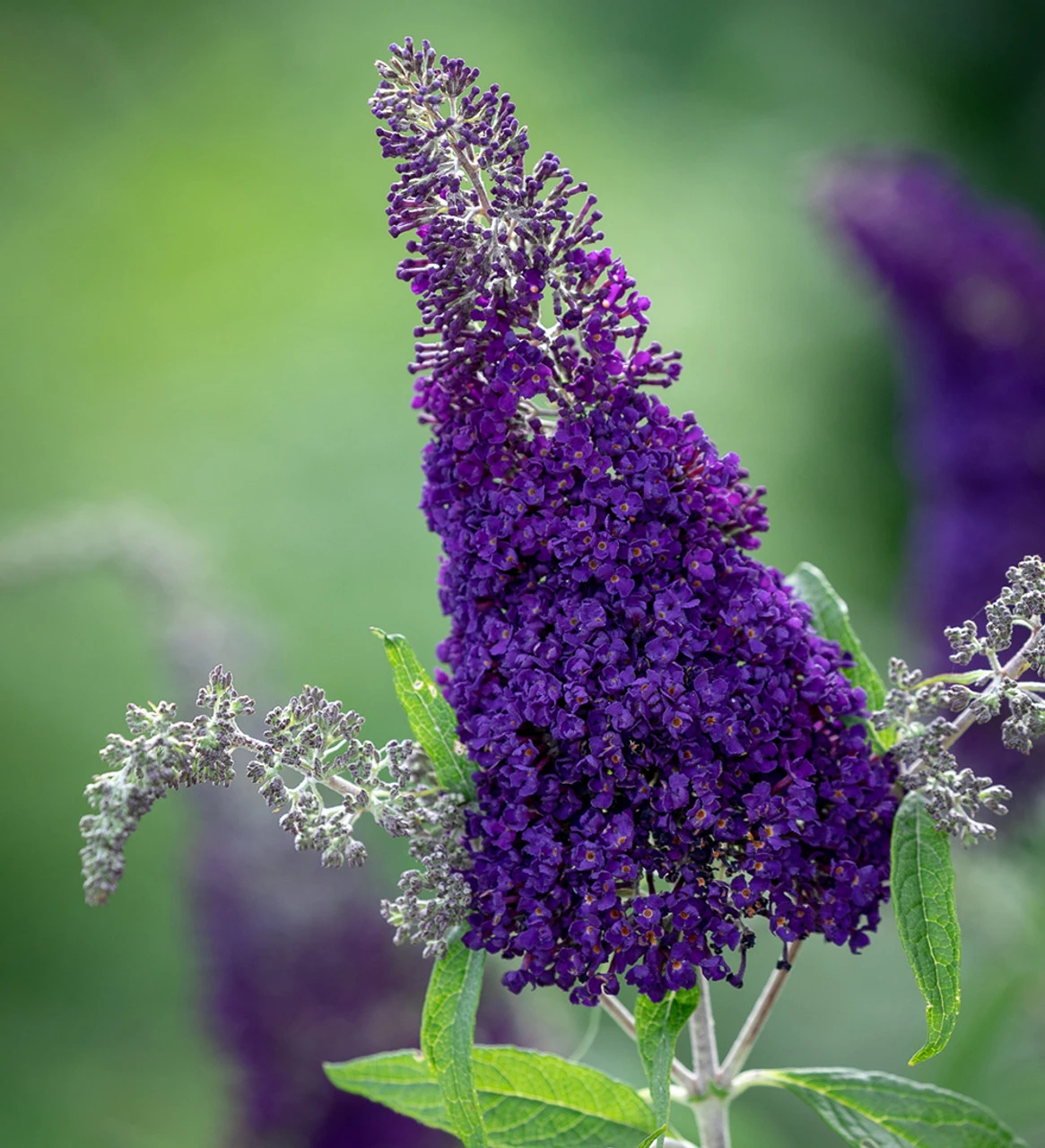 Buddleia Davidii 'Buzz Indigo' 1 Buddleia Davidii 'Buzz Indigo'