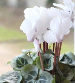 Cyclamen Persicum 'Blanc Pur'