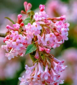 Viburnum X Bodnantense 'Dawn'