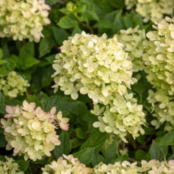 Hydrangea Paniculata 'Little Lime' -Plant Supply Store 200799 1 25553.1687166421