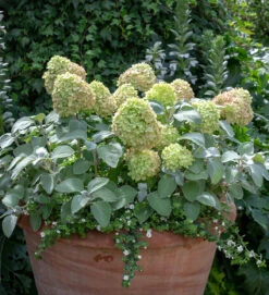Hydrangea Paniculata 'Little Lime' -Plant Supply Store 200799 1 53065.1651827972
