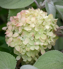 Hydrangea Paniculata 'Little Lime' -Plant Supply Store 200799 3 10088.1651827972