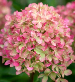 Hydrangea Paniculata 'Little Lime' -Plant Supply Store 200799 4 39897.1651827972