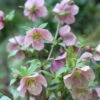Helleborus Orientalis Subsp. Abchasicus