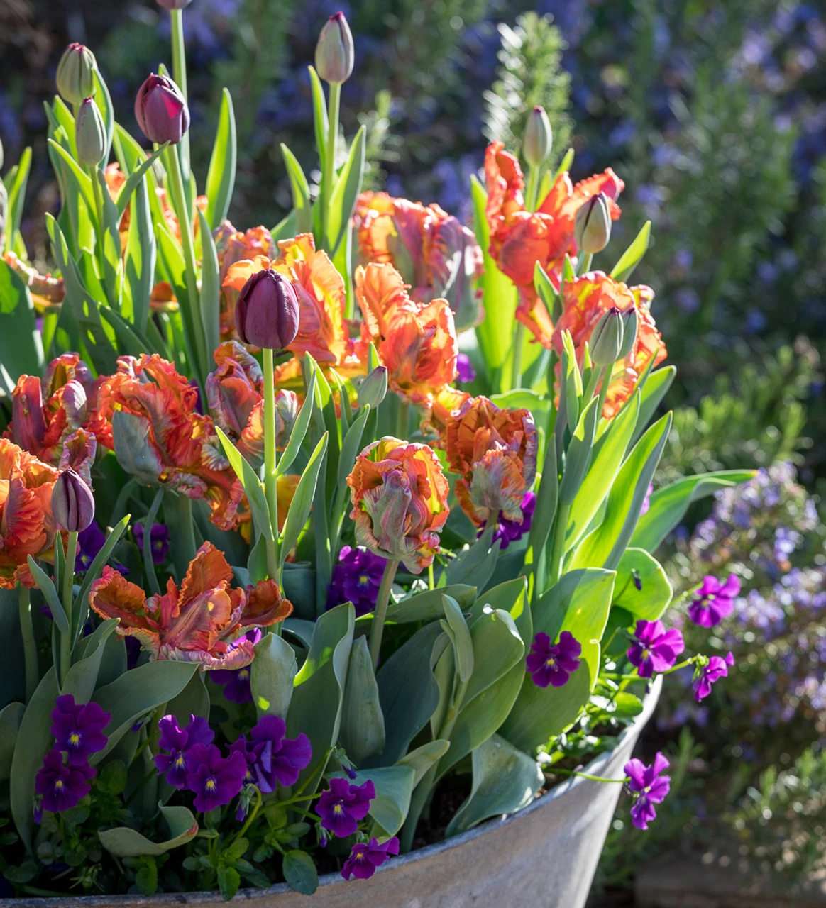 Flamenco Pot Collection 1 Flamenco Pot Collection