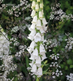 White Woodland Collection -Plant Supply Store 200856 4 54112.1617707488