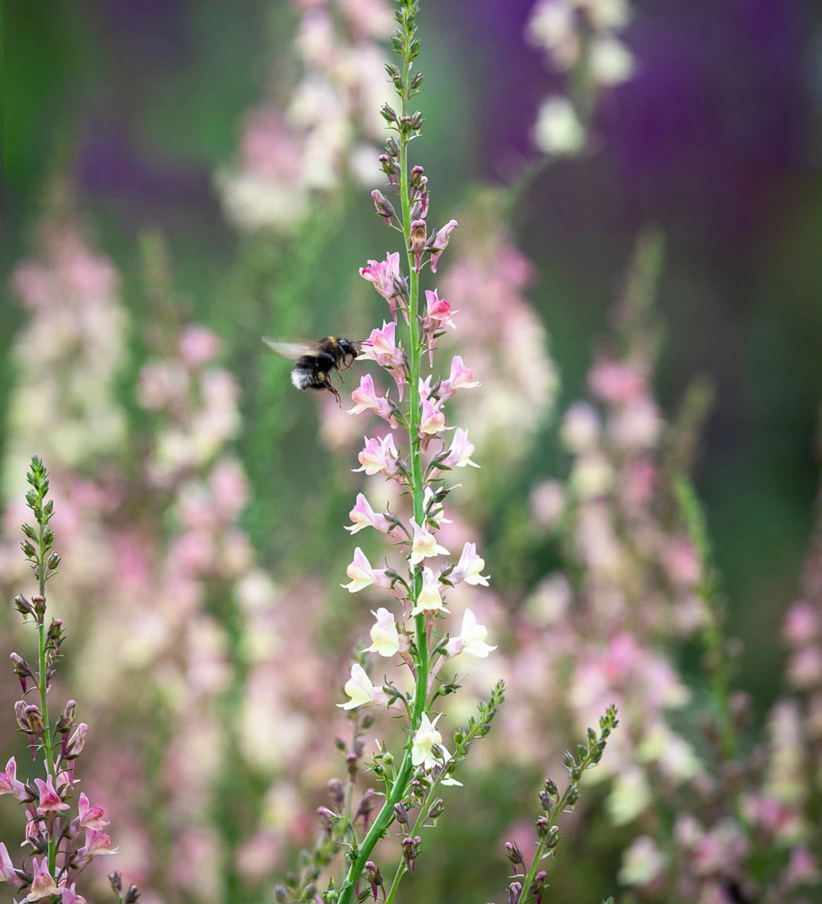 Linaria X Purpurea 'Peachy' 1 Linaria X Purpurea 'Peachy'