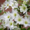 Clematis X Cartmanii 'Avalanche'