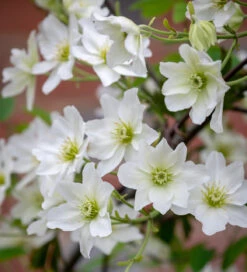 Clematis X Cartmanii 'Avalanche'