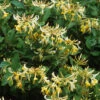 Lonicera Periclymenum 'Graham Thomas'