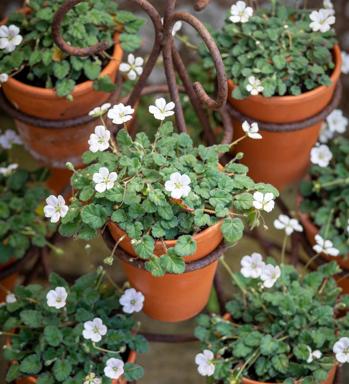 Erodium X Variabile 'Album' 1 Erodium X Variabile 'Album'