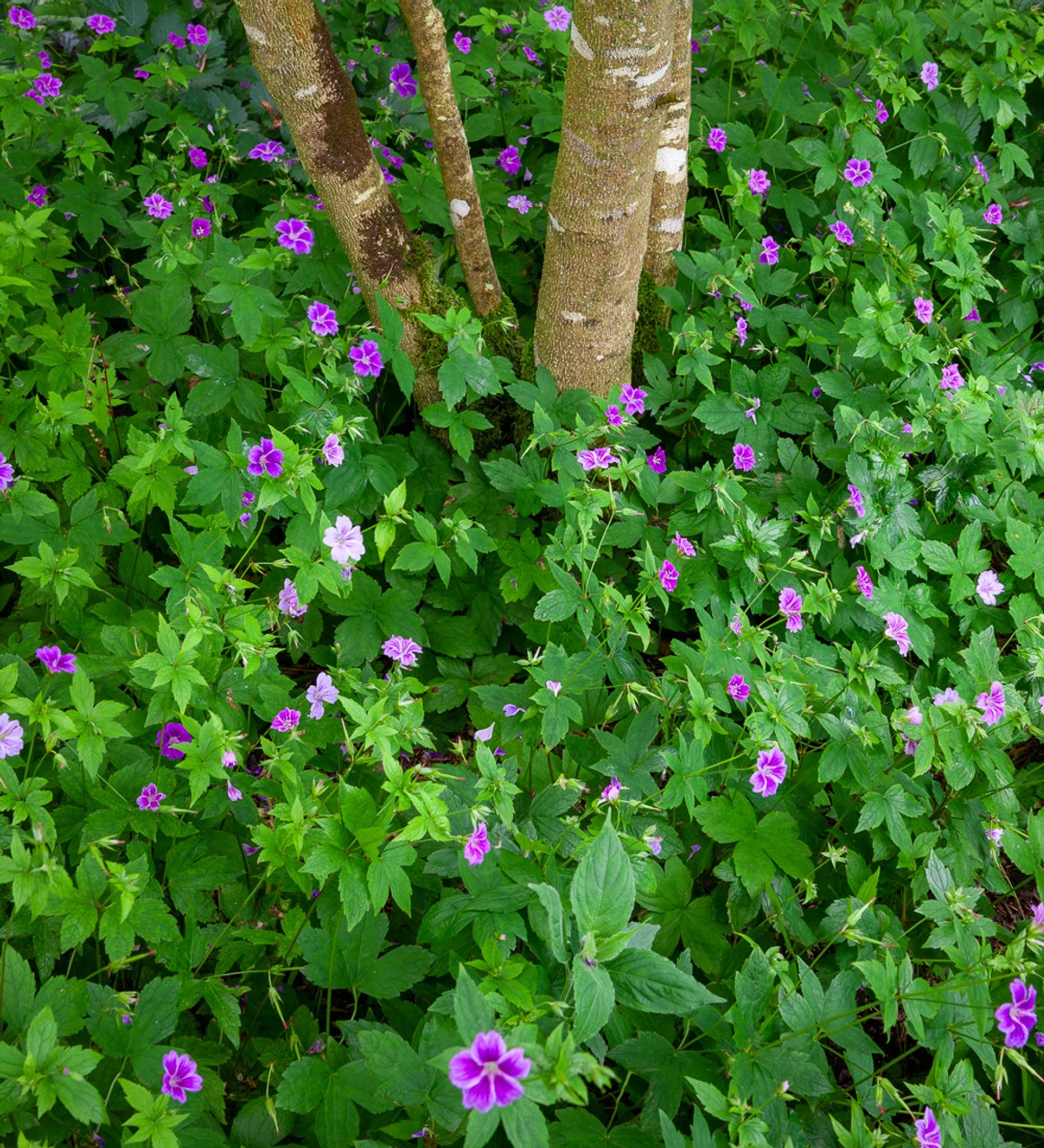 Geranium Nodosum 1 Geranium Nodosum