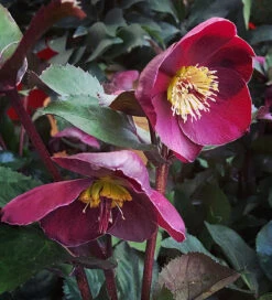 Helleborus X Glandorfensis 'Brunello'