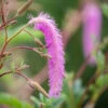 Sanguisorba Hakusanensis 'Lilac Squirrel'