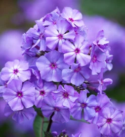 Perennial Phlox Collection -Plant Supply Store 200995 3 40342.1616093422