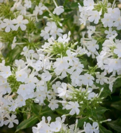 Perennial Phlox Collection -Plant Supply Store 200995 4 25781.1616093422