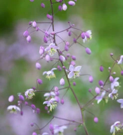 Selinum And Thalictrum Border Collection -Plant Supply Store 200996 3 58806.1617708649