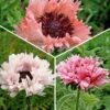 Oriental Poppy Collection