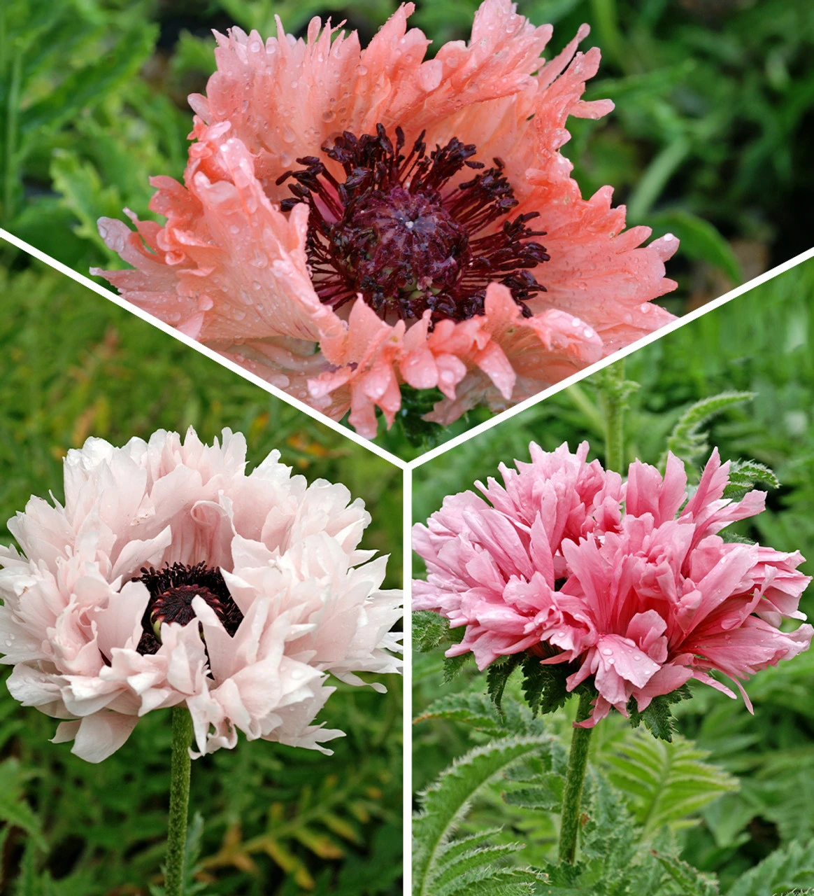 Oriental Poppy Collection 1 Oriental Poppy Collection