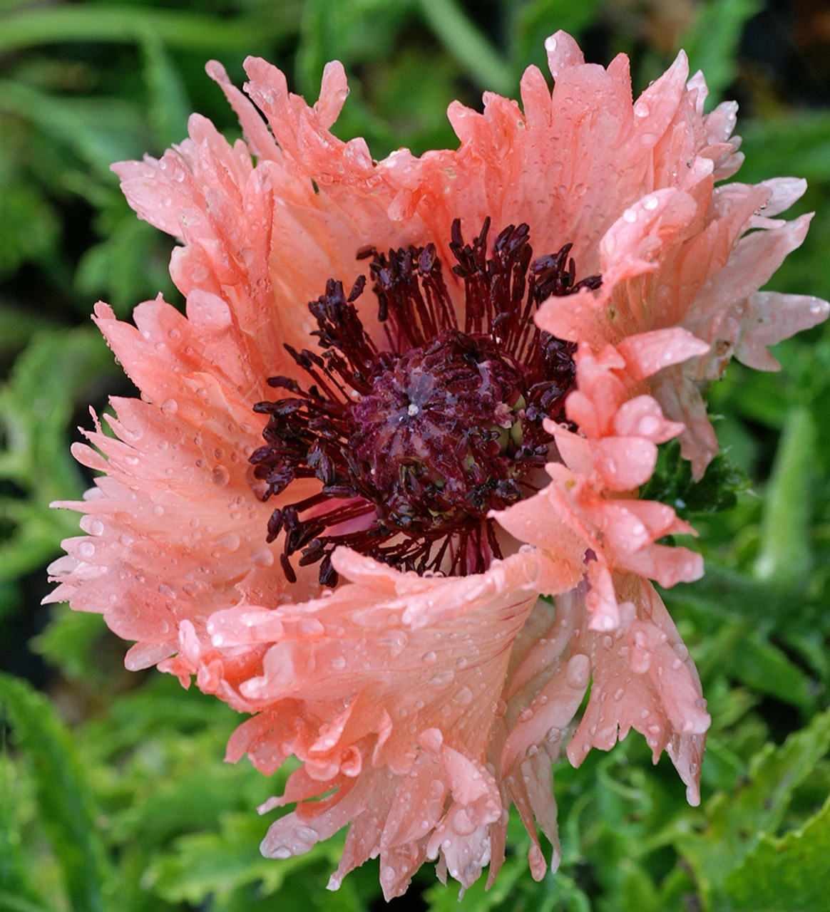 Oriental Poppy Collection 2 Oriental Poppy Collection - Image 2