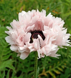 Oriental Poppy Collection 6 Oriental Poppy Collection -Plant Supply Store 200999 3 85566.1616093429