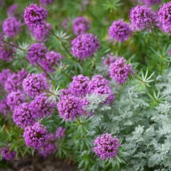 Phuopsis Stylosa -Plant Supply Store 201013 1 69677.1687166423