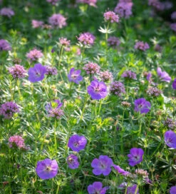 Phuopsis Stylosa -Plant Supply Store 201013 2 87936.1687166424