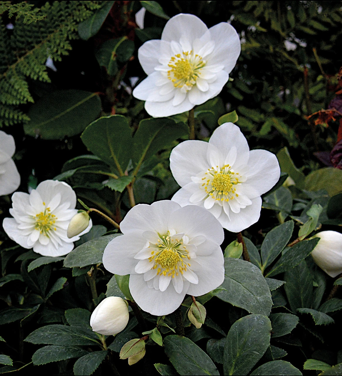 Helleborus Niger 'Snowdrift' 1 Helleborus Niger 'Snowdrift'
